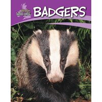 British Wildlife: Badgers Sally Morgan Paperback Book