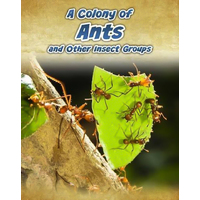 A Colony of Ants Anna Claybourne Paperback Book