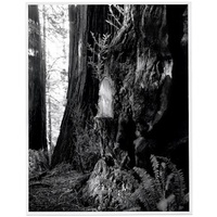 Live Burls: Poaching the Redwoods - Photography Book