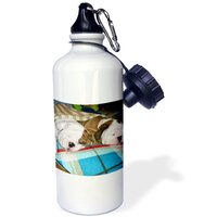 English Bulldog Powernap - Sports Water Bottle, 620 ml 21oz 3dRose