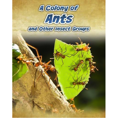 A Colony of Ants Anna Claybourne Paperback Book