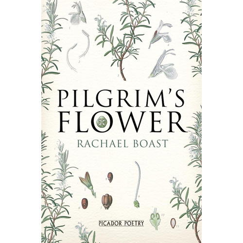 Pilgrim&#39;s Flower -Rachael Boast Book