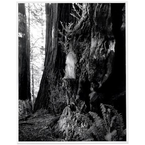Live Burls: Poaching the Redwoods - Photography Book