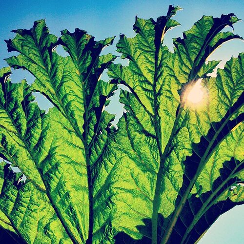 Gunnera PFARMERS CD