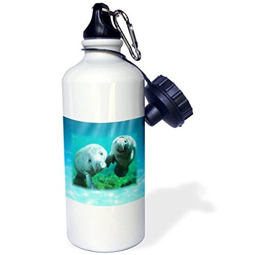 Ocean Manatees Looking at You - Sports eco-friendly Water Bottle, 620 ml (21oz) 3dRose